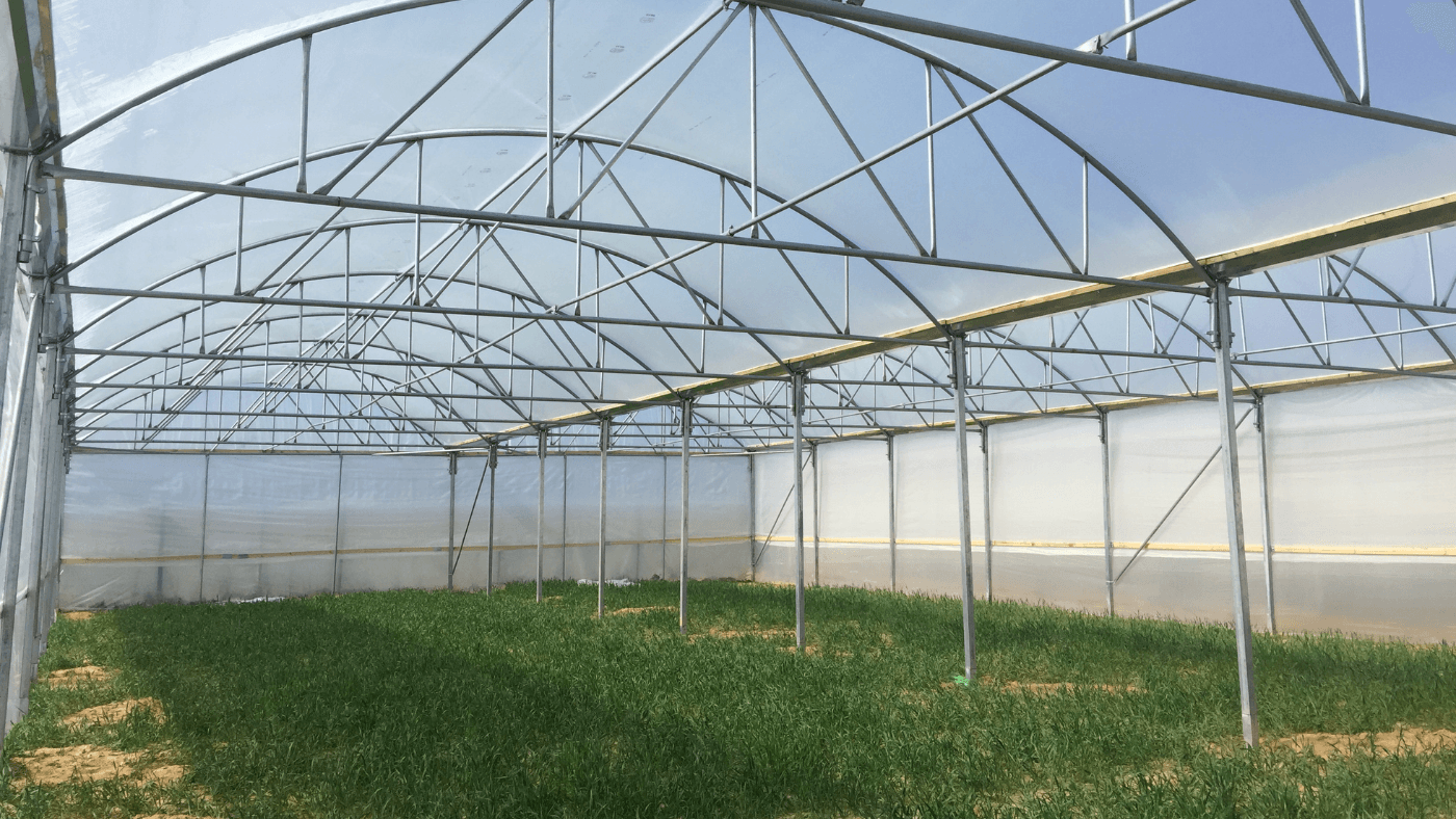 Model farm greenhouse designed by Veranda to empower women entrepreneurs in Gaza