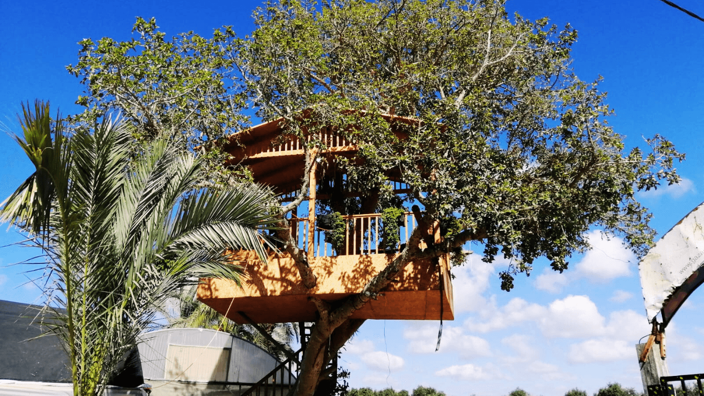 Wooden tree house built around an old sycamore tree at Hamdouna Farm, Gaza