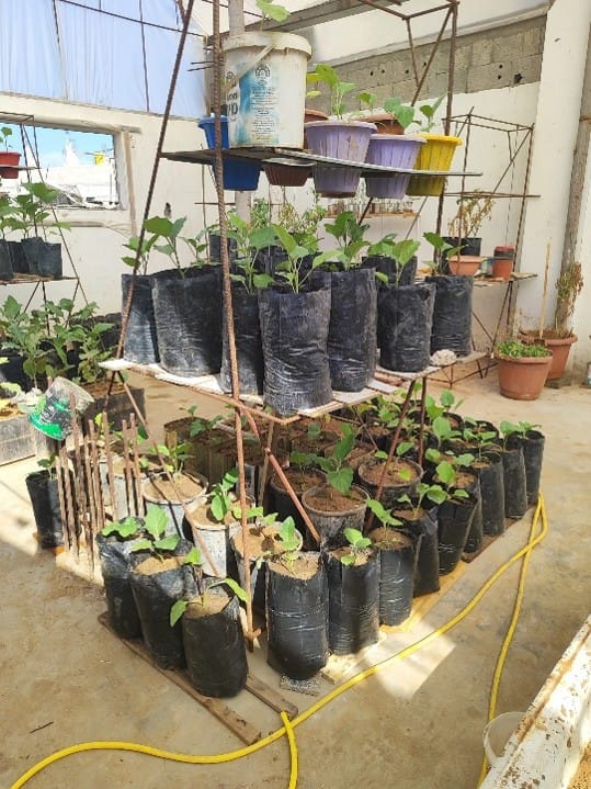 Community greenhouse structure built by Veranda and Nushoor Institute for food security in Gaza
