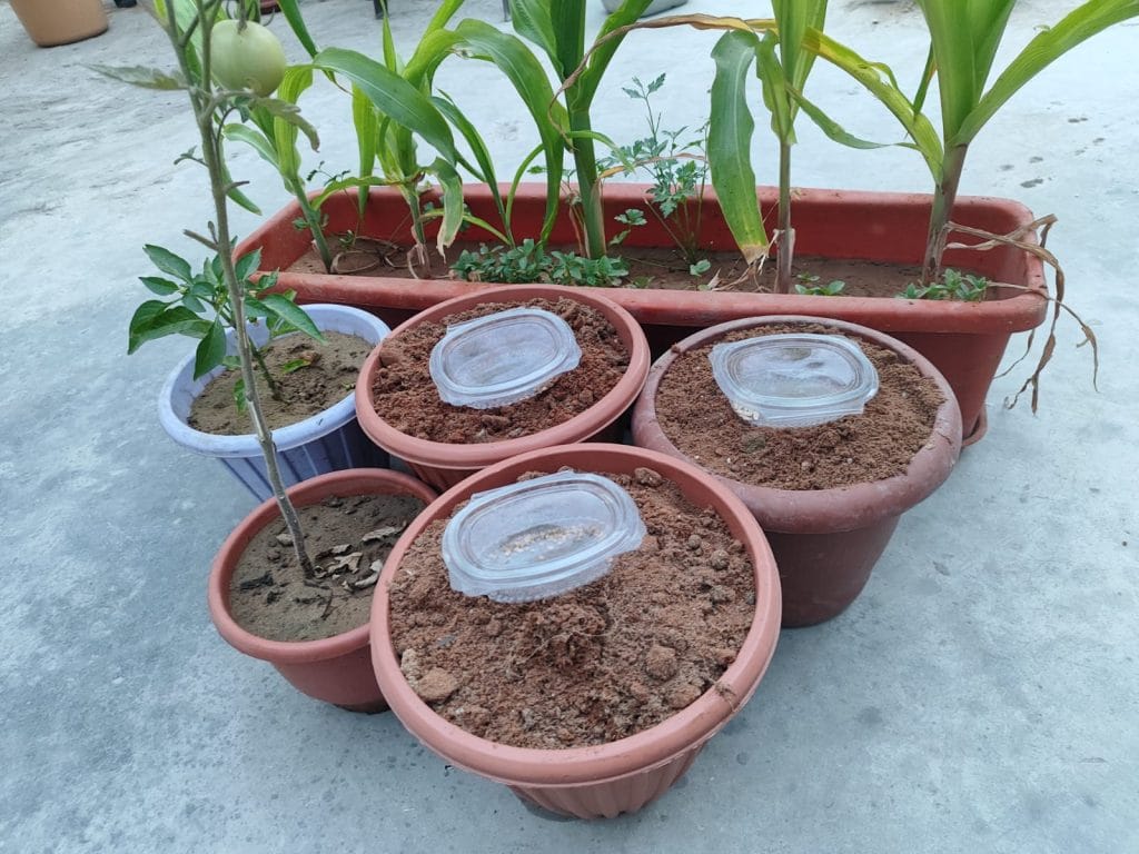 Displaced family tending a home vegetable garden in Gaza as part of Veranda's Home Gardening for Food Security initiative