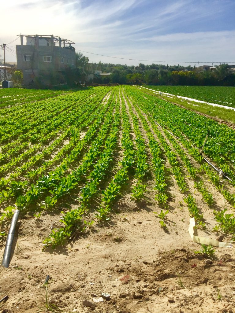 IMG E3434 1 768x1024