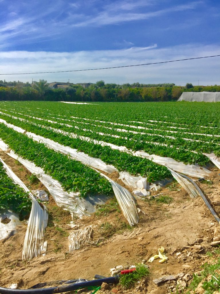 IMG E3435 1 768x1024