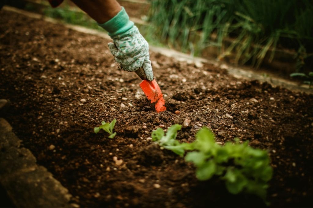 Hands planting seedlings in soil