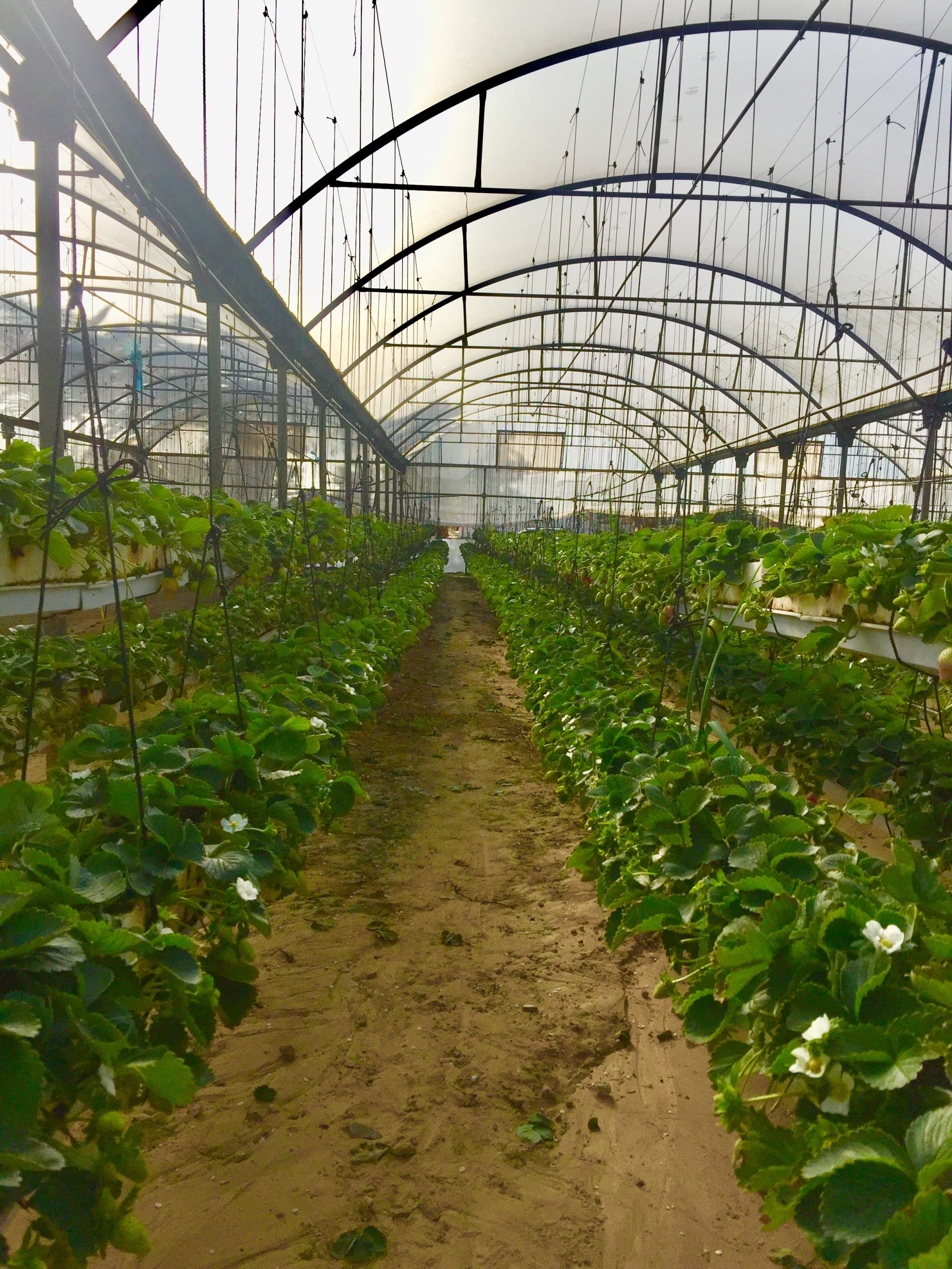 نسخة من img e3437