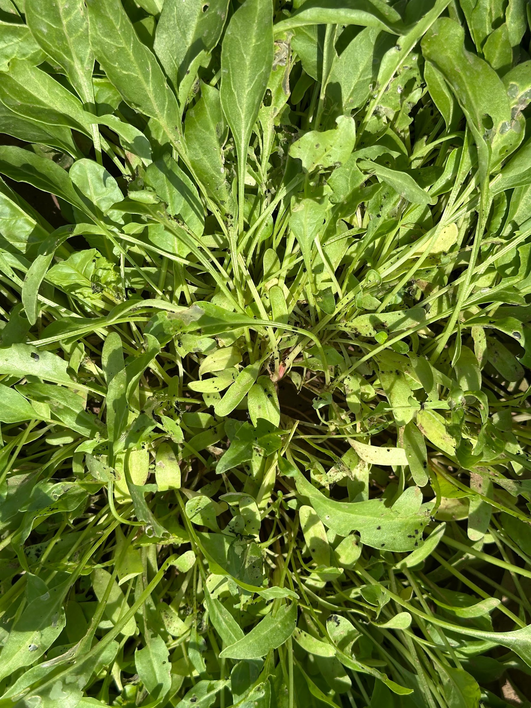 Leafy greens growing at the Land Lab
